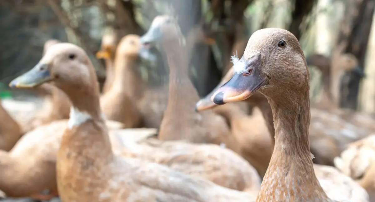 Lei sancionada proíbe produção e comercialização de alimentos obtidos por alimentação forçada