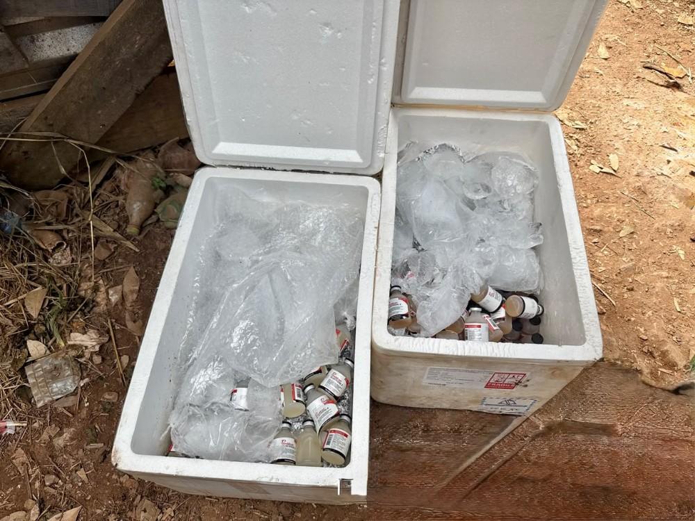 Operação apreende 400 frascos de vacina veterinária clandestina em Guajará-Mirim