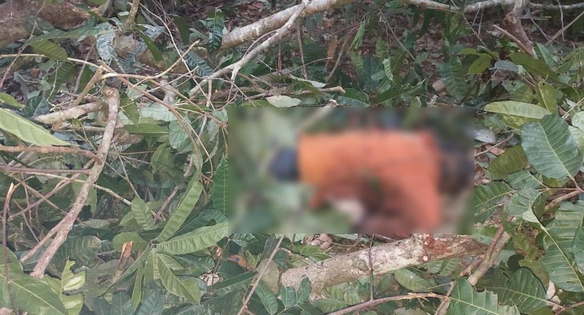 Trabalhador morre atingido por tronco durante atividade de manejo florestal em área rural