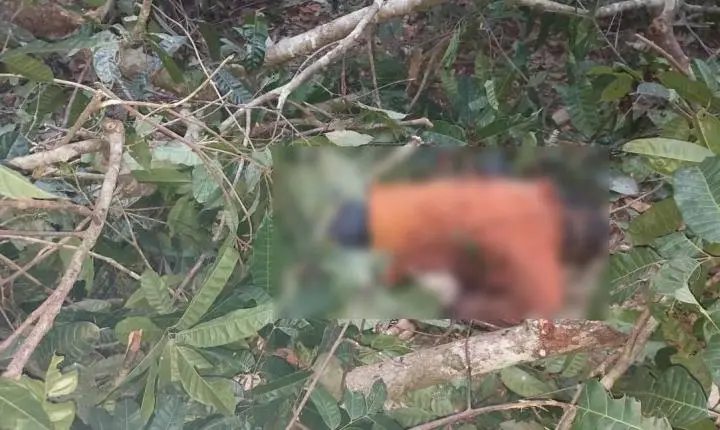 Trabalhador morre atingido por tronco durante atividade de manejo florestal em área rural