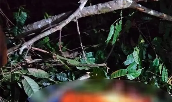 Trabalhador morre atingido por tronco durante corte de árvores em Candeias do Jamari